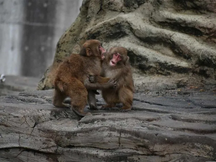 Familia de virus en monos está “preparada para contagiar” a los humanos