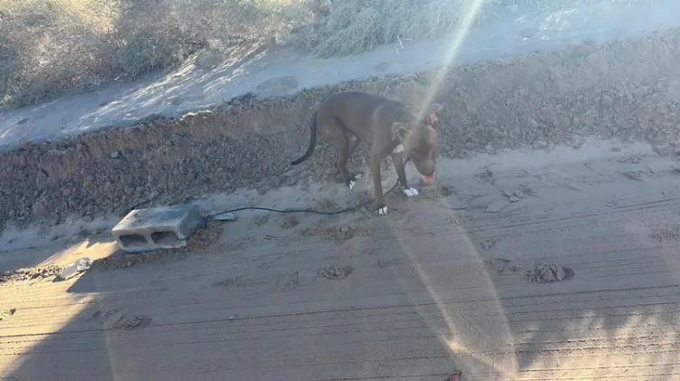 Rescatan a perro que arrastraba bloque de concreto