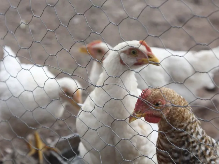 Mueren aves de corral por gripe aviar en EU