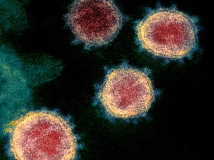Crean en Estados Unidos una cepa de coronavirus más letal