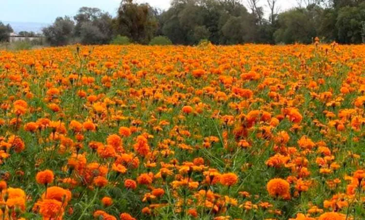 Incendian catrina gigante en campos de cempasúchil