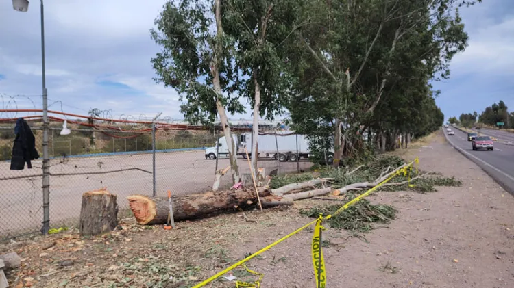 Derriban árboles de eucalipto al sur de Nogales