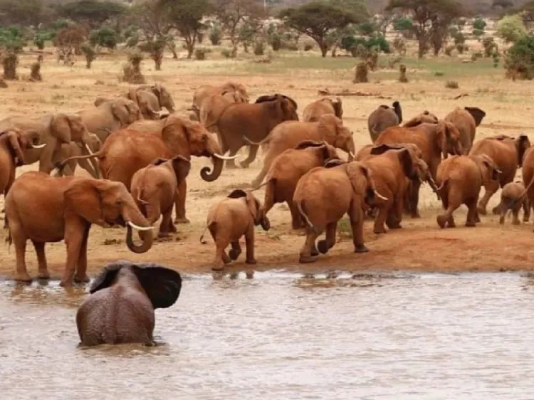 En Kenia, sequía mata a más de 200 elefantes y otros animales