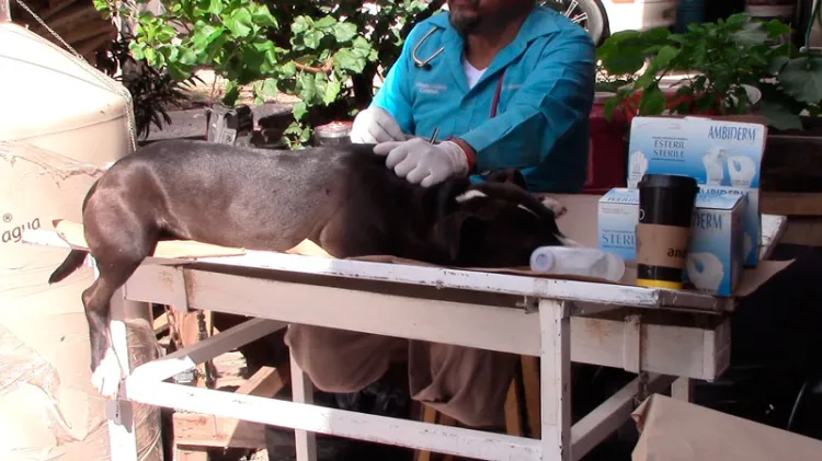 Esterilizan a más de 5 mil perros