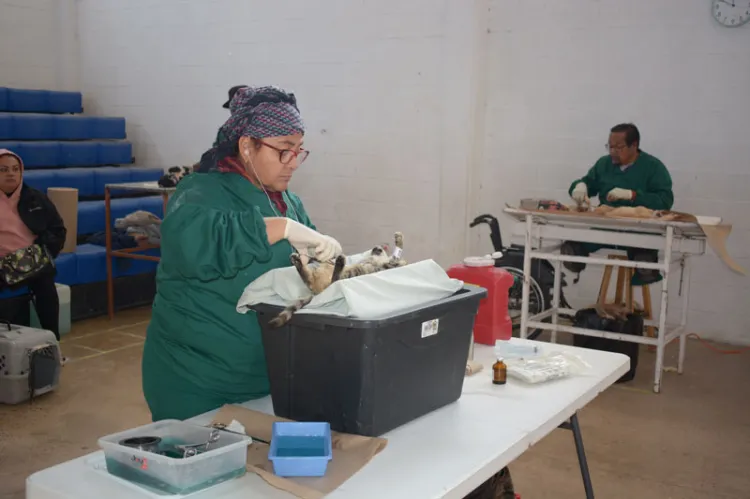 Supera Salud 400% meta de castración de mascotas