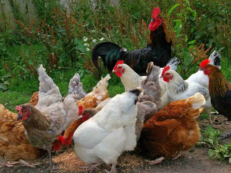 Perú declara emergencia sanitaria por influenza aviar