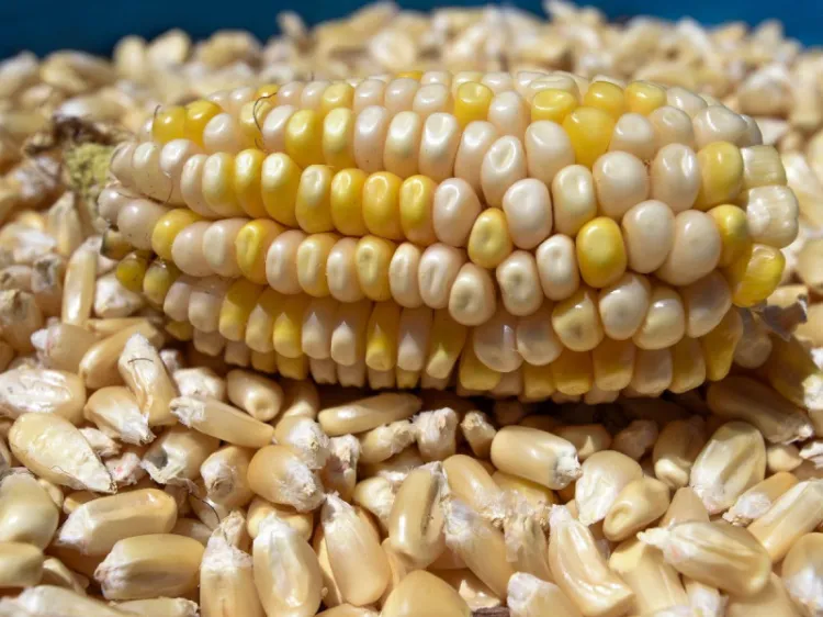 Buscamos acuerdos con EU por maíz transgénico: AMLO
