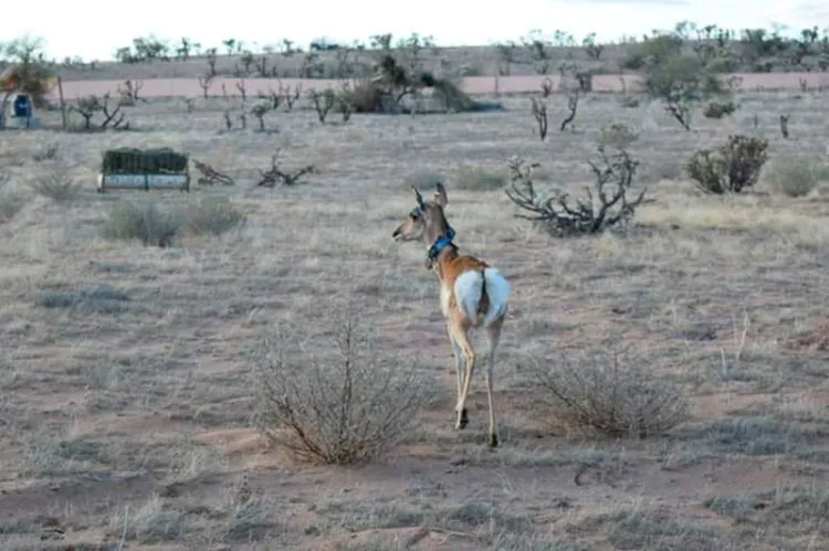 Seis berrendos regresan a la reserva de la Biósfera El Pinacate y Gran Desierto de Altar