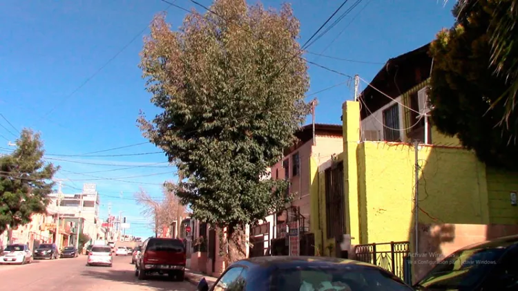 Rebasa árbol vivienda, alcanza cableado de postes