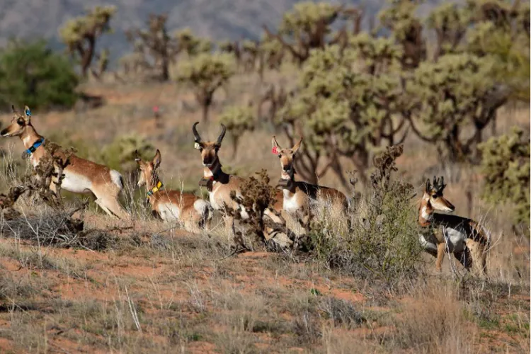 Se logró la liberación de seis berrendos sonorenses en la Reserva de la Biósfera El Pinacate: Cedes