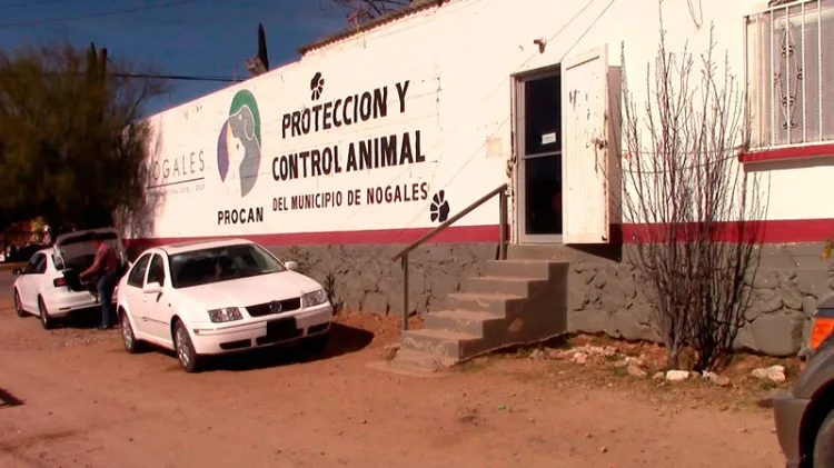 Lidera Nogales en esterilizaciones de mascotas