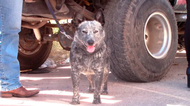 Inicia primera jornada de esterilización de mascotas