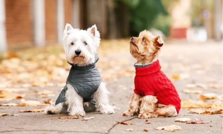 Abrigar a tus mascotas generaría problemas de salud