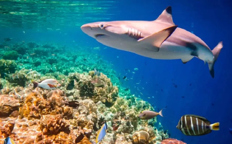 Tiburones y rayas de arrecifes próximos a extinguirse