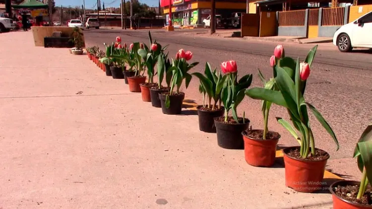 Llega el tulipán holandés a Nogales