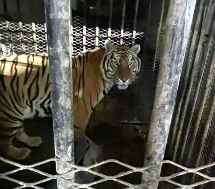 Asegura GN tigre de Bengala