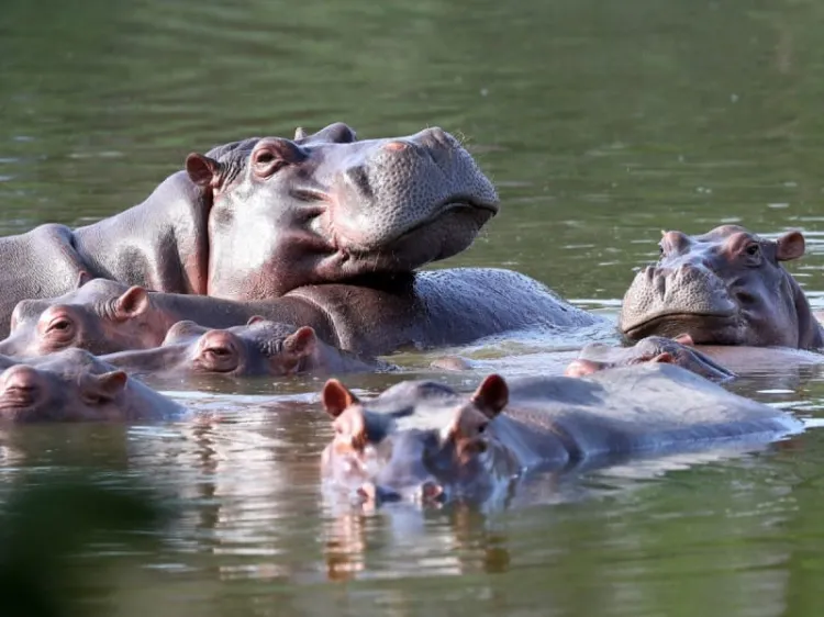 Enviaría Colombia hipopótamos de Pablo Escobar a México e India