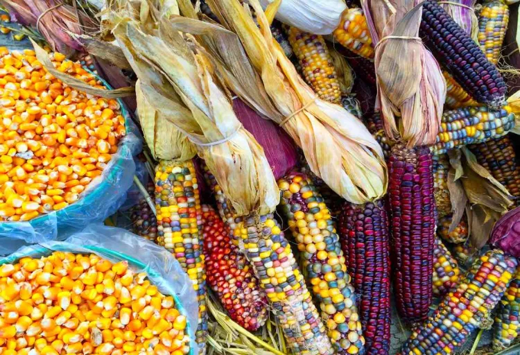 Si no hay acuerdo en maíz transgénico, nos vamos a panel: AMLO