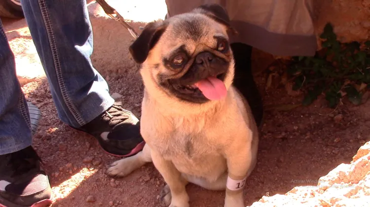 Realizan jornada de castración animal en Las Torres