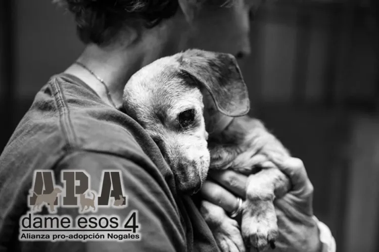 Cumple APA ocho años de rescatar mascotas