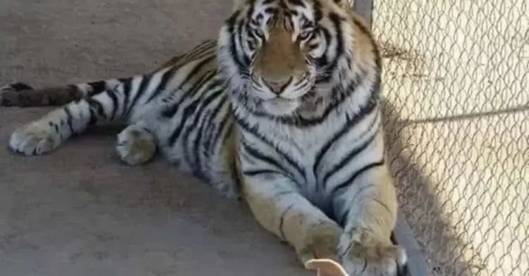 Esperan denuncia en robo de tigre