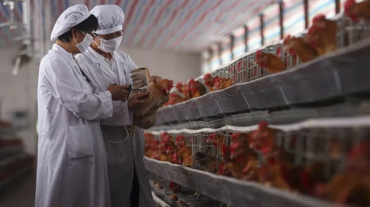 China detecta nuevo caso de gripe aviar A-H3N8 en humanos