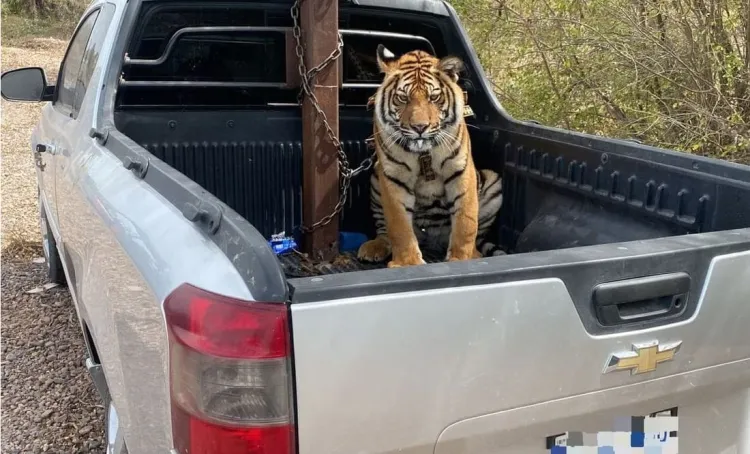 Llevaba convoy en Sinaloa un tigre