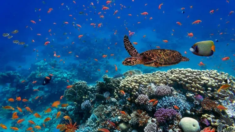 Ola de calor marina amenaza ecosistemas