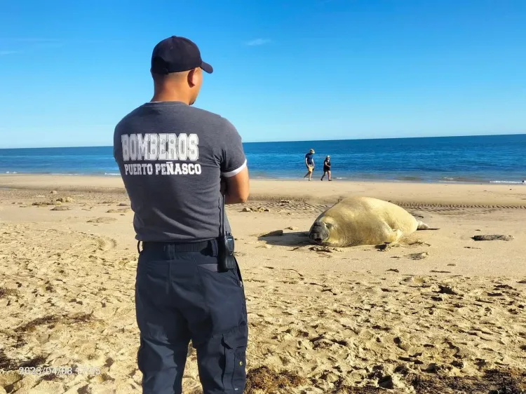 Llega elefante marino a descansar a playas de Peñasco