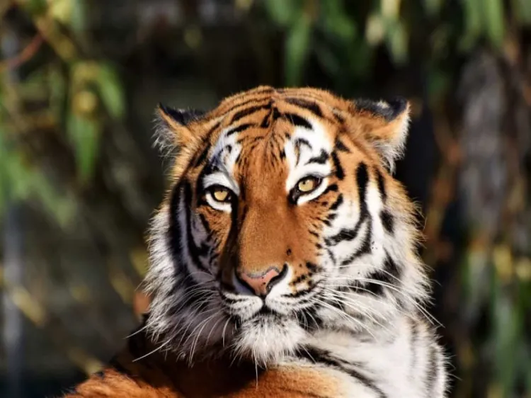 Población de tigres salvajes supera los 3 mil ejemplares en India