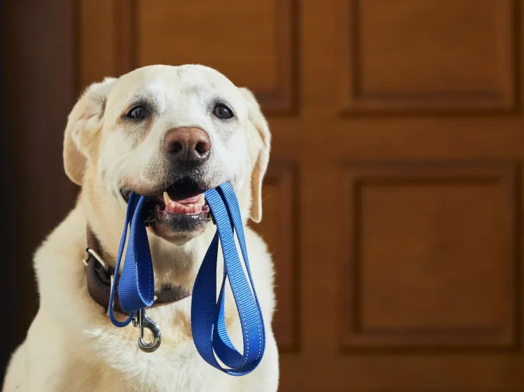 Exhortan a dueños de perros a utilizar correa