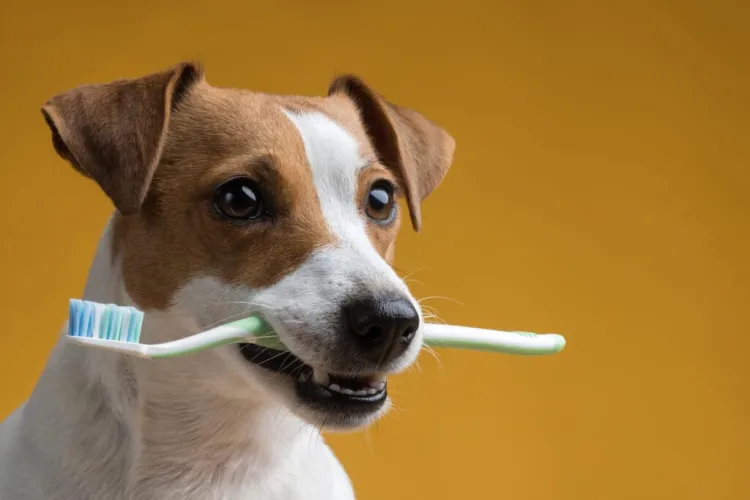 Importante el cuidado dental en las mascotas