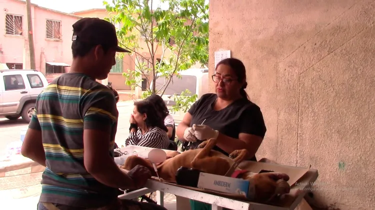 Anuncian nueva jornada de castración para este lunes