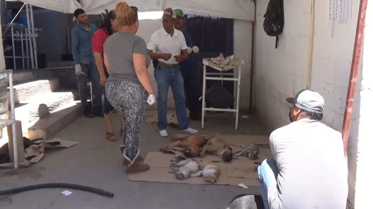 Lidera Nogales en castraciones de mascotas