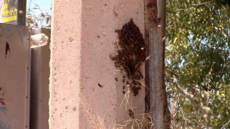 Alertan por enjambre de abejas en Fovissste II