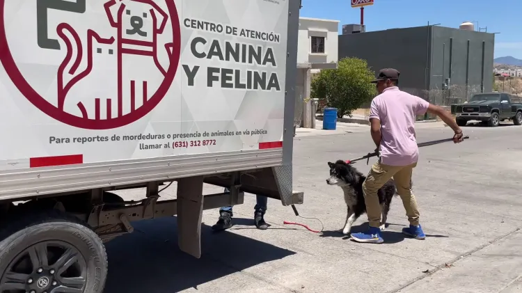 Instruye Alcalde operativo para control de perros en Nuevo Milenio