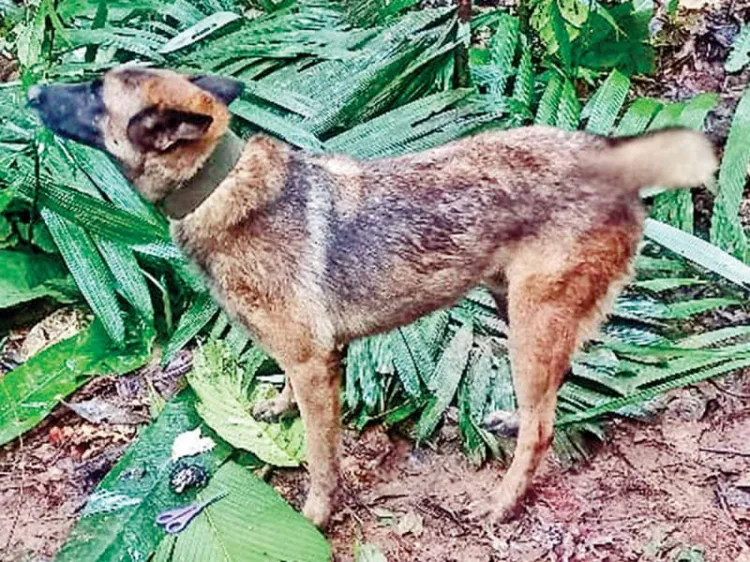 Buscan militares a el perro Wilson en la selva colombiana