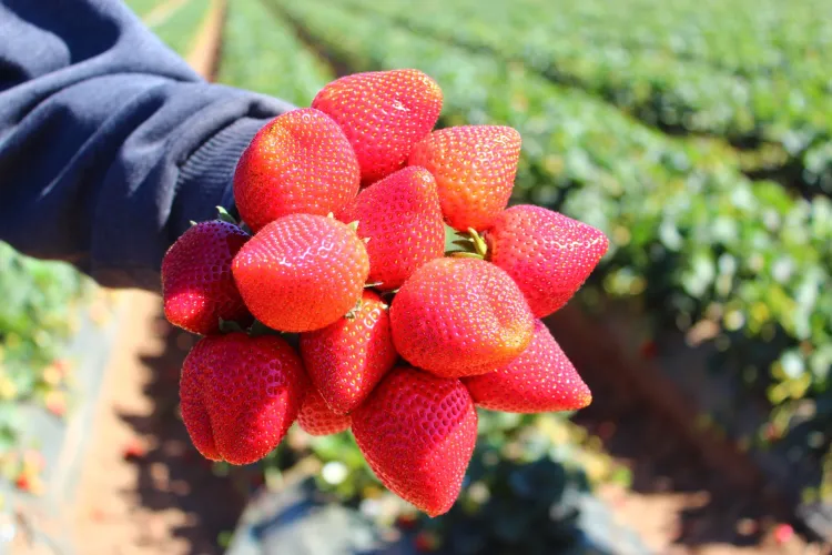 Investiga EU posible hepatitis “A” en fresas mexicanas