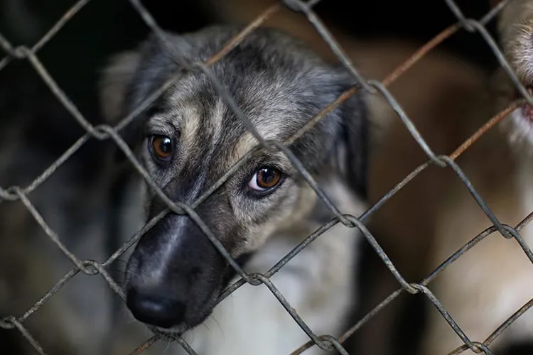 Aumenta registro de maltrato animal en Sonora