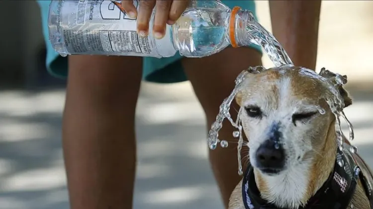 Mascotas también son propensas a sufrir golpes de calor