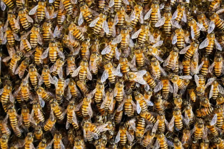 Llaman a no dañar a las abejas