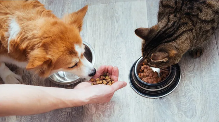 Exhortan a cuidar alimentación de mascotas