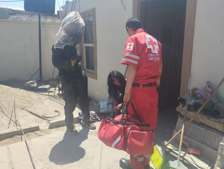 Atacan abejas a mujer por robar su miel