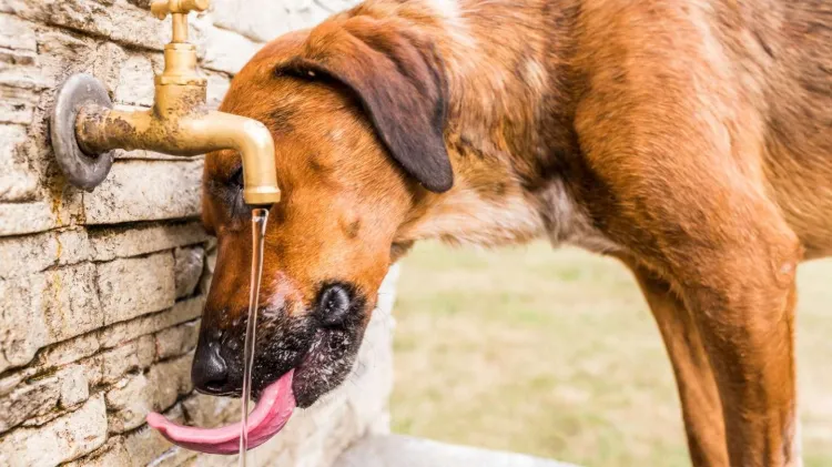 Llama Canaco a dar agua a animales callejeros