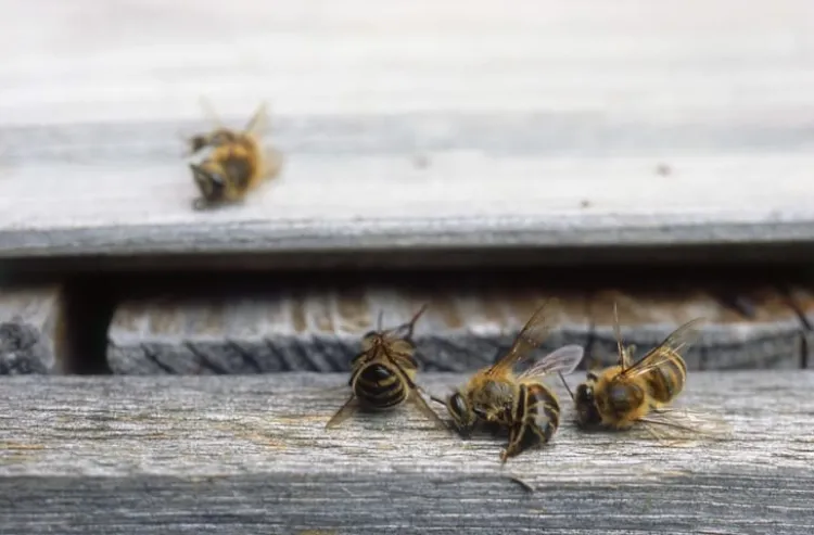 Calcinan a 30 mil abejas en vivienda de Nogales