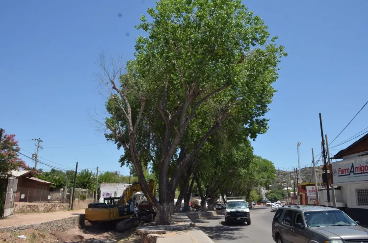 Buscan proteger árboles en trabajos de avenida Tecnológico