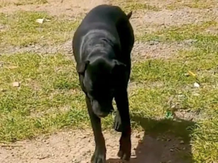 Acusan a niño por abuso de perritas; son “cambios hormonales” dicen autoridades