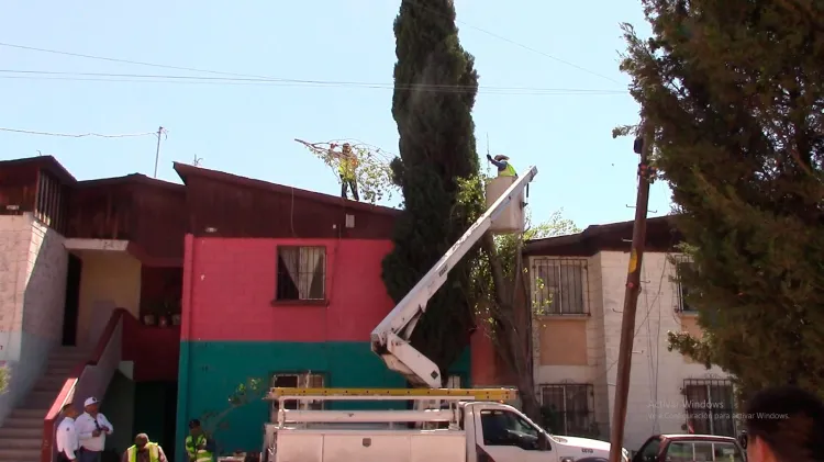 Atiende Protección Civil reporte de árbol caído