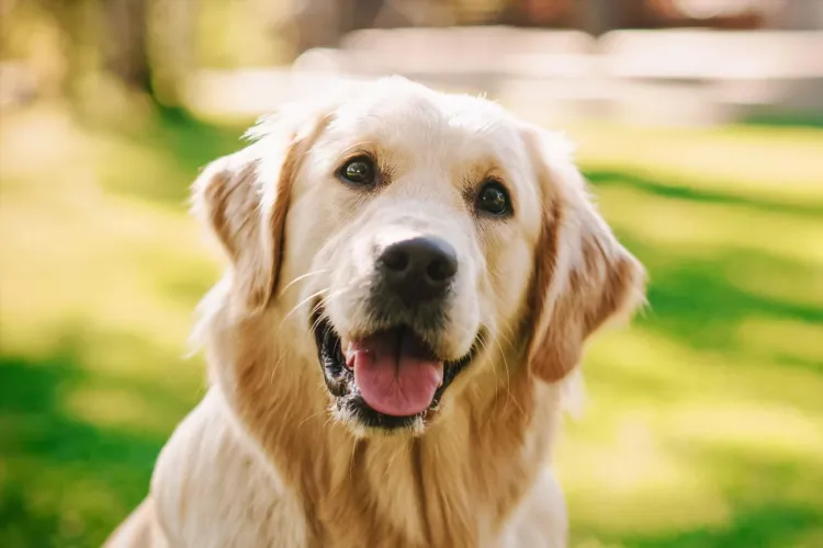 ¿Ya felicitaste a tu “lomito? Hoy es el Día Mundial del Perro