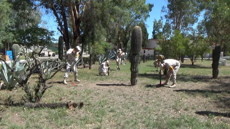 Fortalece acciones de reforestación el Ejército Mexicano